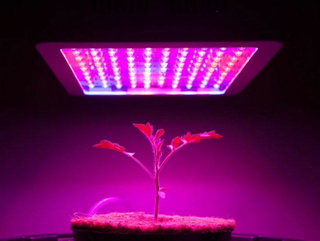 strip led grow coltivazione indoor